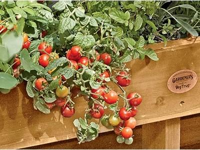 Top Crops For Small Vegetable Gardens