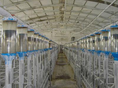 Increasing lighting on a pig farm - TIPS FOR PIGS
