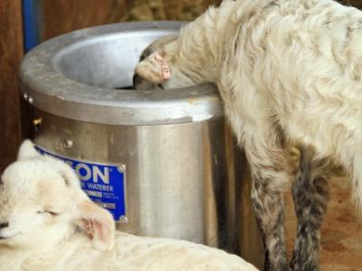 Are Your Livestock Drinking Enough Water?
