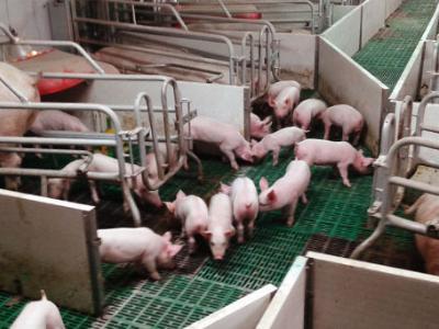 Reducing the number of nurse sows on the farm - TIPS FOR PIGS