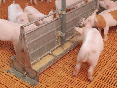 Fermented liquid pig feed benefits outweigh drawbacks