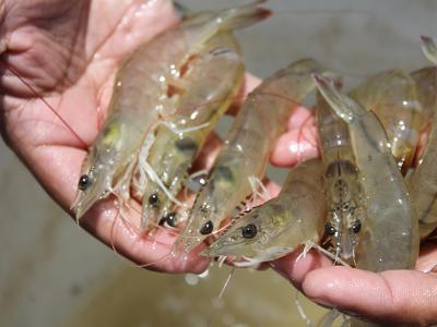 Testing shrimp growth in different biofloc systems