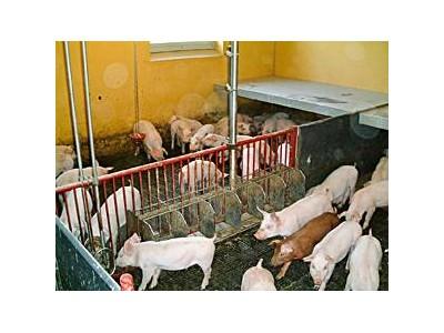 How liquid feeding improves piglet gut health