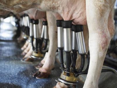 Climate change increasing heat stress in dairy cows