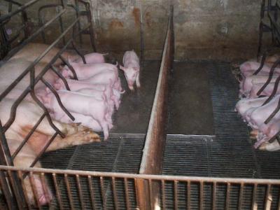 Use of the space in the farrowing pens - TIPS FOR PIGS