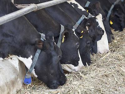 Total mixed ration system for dairy cows: benefits, drawbacks