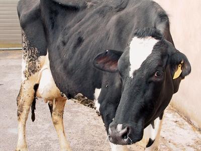 Cow Health: Ketosis in the cow