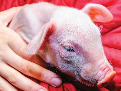 Piglet diarrheas: A common problem explained