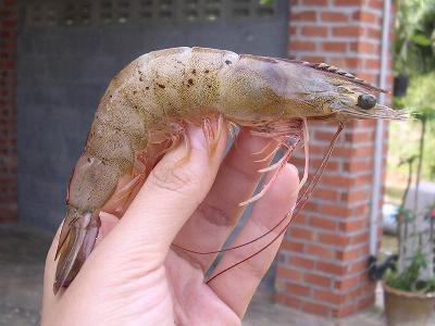 Disease Prevention in Shrimp Farming