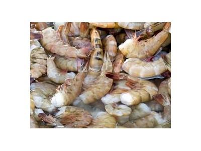 Western Australia Implements Import Restrictions on Queensland Prawns and Worms