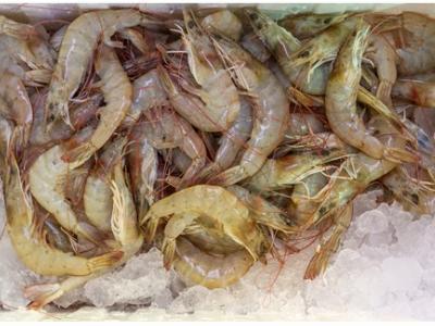 XTRACT® Shrimp improves performance and resistance to disease in Pacific white shrimps