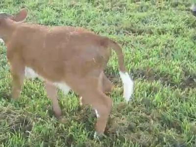Cow Health: Diarrhoea in Calves (Scours)