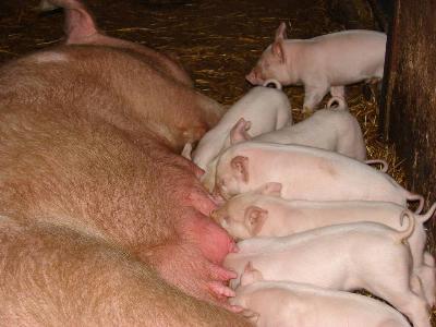 Sows milk as a source of nutrients, biopeptides