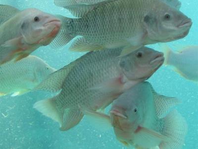 Hawaii-based Fish 2.0 awardee tripling tilapia growing capacity