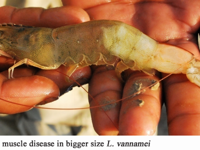 Prevention of White Feces Syndrome, White Gut Disease and White Muscle Disease in Shrimp