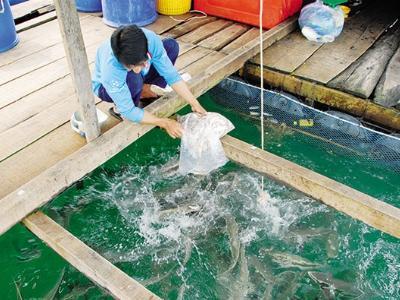 Kiên Giang: Phát triển nghề nuôi lồng bè ngoài đảo