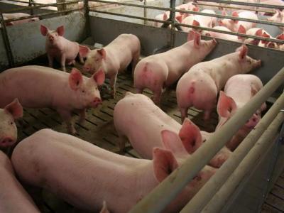 Does group size have an impact on welfare indicators in fattening pigs?
