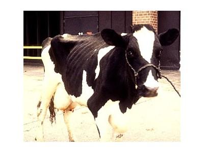 Cow Health: Johnes Disease in cow