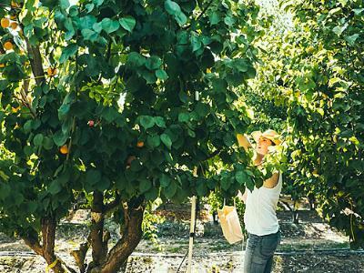 Our essential guide to pruning fruit trees