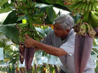 Cần có nền công nghiệp... trồng chuối