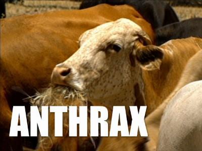Diseases of Cattle: ANTHRAX