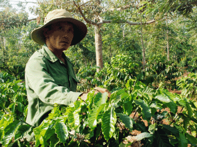 Các đại gia cà phê rang xay đầu tư mạnh vào Việt Nam