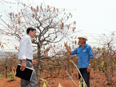 Người trồng cà phê tiếp tục “nuốt đắng”