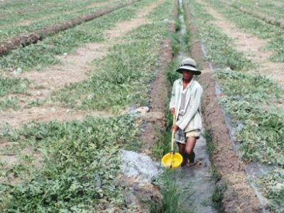 Chỉ cần giữ 3 triệu ha đất lúa