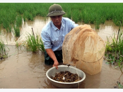 Kỹ thuật cải tạo ruộng nuôi cua đồng cho năng suất cao