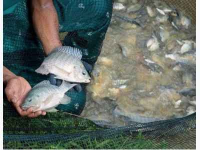 Boost for carp and tilapia breeders