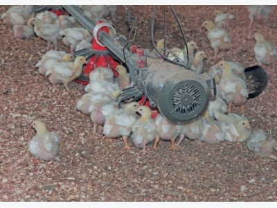 How to succeed with small-scale chicken farming