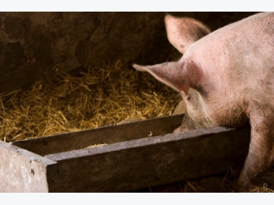 Bromelain supplement boosts gut health in sows and piglet growth