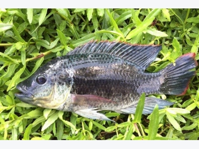 Know your tilapia species