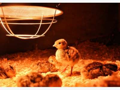 How to Build a Brooder
