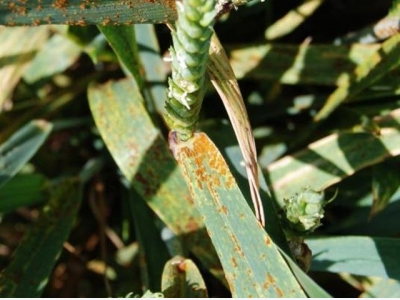 New finding advances wheat stem rust understanding