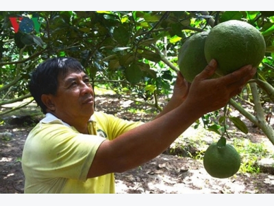 An Giang farmers make a fortune for growing pomelos