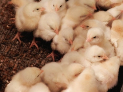 Finer grinding yeast supplements may boost broiler immunity, gut health