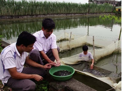 Quan tâm hơn đến giống thủy sản truyền thống