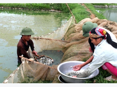 Kỹ thuật vận chuyển cá giống đảm bảo năng suất, chất lượng khi nuôi