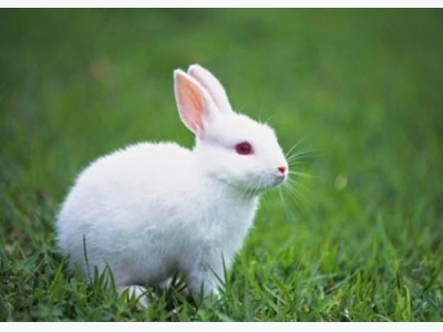 Kỹ thuật nuôi và chăm sóc thỏ New Zeland sinh sản chuẩn nhất