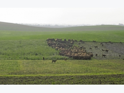 Improved soil health through high-density grazing – Part 1