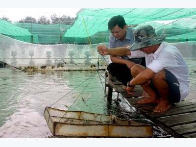 Triển vọng mô hình nuôi tôm siêu thâm canh