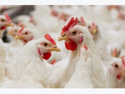 New molecule unveiled to improve poultry gut health
