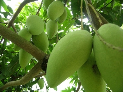 Kỹ thuật trồng và chăm sóc xoài Thái Lan cho quả sai, vị ngọt