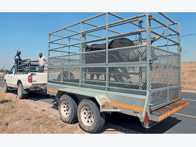 Tips for stress-free livestock transporting