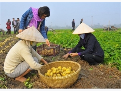 Vietnam yet to sow seeds of low carbon rice