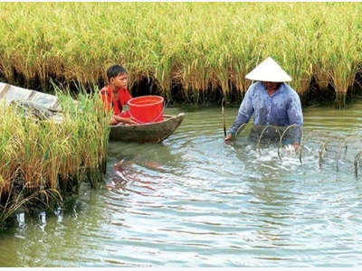 Luân canh tôm càng xanh - lúa