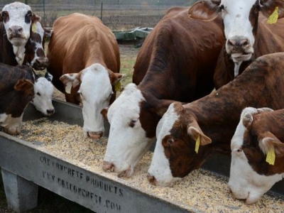 Lice in cattle herds can bite producer profits