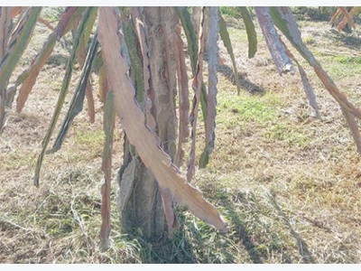 Kỹ thuật phòng trị bệnh thối rễ, khô cành giúp năng suất thanh long cao