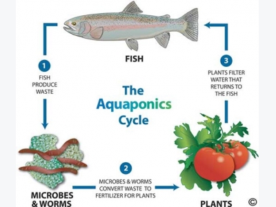 Home Aquaponics Build